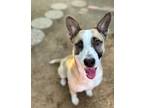 Adopt Ollie a Tricolor (Tan/Brown & Black & White) English Shepherd / Labrador