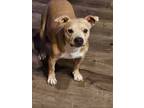 Adopt Sammy a White Staffordshire Bull Terrier / Mixed dog in Tracy