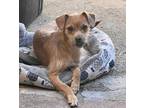 Adopt Sugar a Tan/Yellow/Fawn Norwich Terrier dog in Tracy, CA (39903692)