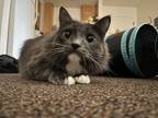 Adopt Cosmo and Cloudy a Gray or Blue (Mostly) American Shorthair / Mixed (short