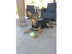 Adopt Bing Bong a Brown/Chocolate - with Black Doberman Pinscher / German