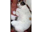 Adopt CALLIE - Offered by Owner - Senior in/out a Calico or Dilute Calico Calico