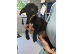 Adopt Beignet a Black Mixed Breed (Small) / Mixed Breed (Medium) / Mixed (short