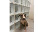Adopt Kaohu a Brindle Catahoula Leopard Dog / Mixed Breed (Medium) / Mixed