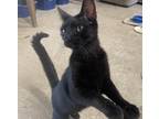 Adopt MATILDA a All Black Domestic Shorthair (short coat) cat in Lower Lake