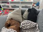 Adopt Lila a Brown/Chocolate - with White American Pit Bull Terrier / Boxer /