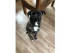 Adopt teddy a Brindle - with White Dutch Shepherd / Mixed dog in Kerrville