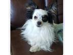 Adopt Mouse a Tricolor (Tan/Brown & Black & White) Papillon / Mixed dog in
