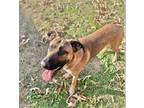 Adopt Rhett a Red/Golden/Orange/Chestnut - with Black German Shepherd Dog /