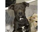 Adopt Einstein a Black - with White Basset Hound / Dachshund / Mixed dog in