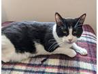 Adopt Amadeus a Black & White or Tuxedo Domestic Shorthair (short coat) cat in