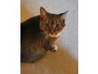 Adopt Penny a Brown Tabby Domestic Shorthair (short coat) cat in Grand Rapids