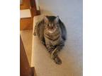 Adopt Tuff a Brown Tabby Domestic Shorthair (short coat) cat in Grand Rapids