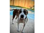 Adopt Eddie Ark a White American Pit Bull Terrier dog in Twin Falls