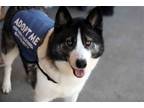 Adopt Koal a Black - with White Siberian Husky / Border Collie / Mixed dog in