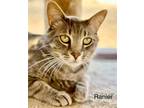 Adopt Rainier a Domestic Mediumhair / Mixed cat in St. George, UT (41304169)