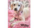 Adopt Miley a White - with Tan, Yellow or Fawn Dachshund / Mixed dog in Anaheim