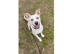 Adopt Teddy a Tan/Yellow/Fawn Labrador Retriever / Husky / Mixed dog in