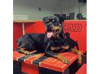 Adopt Harley a Black - with Brown, Red, Golden, Orange or Chestnut Rottweiler /
