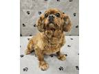 Adopt Rascal a Brindle Cavalier King Charles Spaniel / Mixed (short coat) dog in