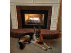 Adopt Zues a Black - with Tan, Yellow or Fawn German Shepherd Dog / Mixed dog in