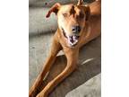 Adopt Ginger a Red/Golden/Orange/Chestnut Vizsla / Rhodesian Ridgeback / Mixed