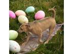 Adopt Leo- Sebastian a Brown/Chocolate - with White Black Mouth Cur / American