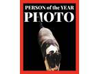 Adopt Rooster a Black - with White American Staffordshire Terrier / Great Dane /