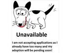 Adopt Jasper-NEW a Black - with White Border Collie / Vizsla / Mixed dog in