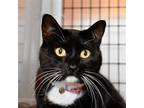 Adopt Luna T a Black & White or Tuxedo Domestic Shorthair / Mixed (short coat)
