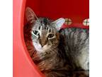 Adopt Peri-Peri a Brown Tabby Domestic Shorthair / Mixed (short coat) cat in