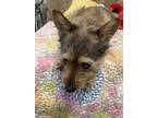 Adopt Rufus a Tricolor (Tan/Brown & Black & White) Cairn Terrier / Mixed dog in