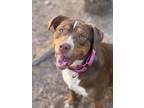Adopt Chili a Labrador Retriever / Pit Bull Terrier / Mixed dog in Santa Rosa