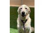 Adopt Claude a Great Pyrenees / Mixed dog in Escondido, CA (40805726)