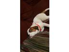 Adopt Jack a White - with Brown or Chocolate American Pit Bull Terrier / Mastiff