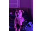 Adopt Kota a Tricolor (Tan/Brown & Black & White) Catahoula Leopard Dog /