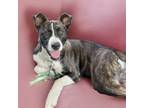Adopt Dorothy a Brindle Dutch Shepherd dog in Sanford, NC (41269296)