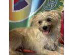 Adopt Ariel a Tan/Yellow/Fawn Parson Russell Terrier / Norfolk Terrier dog in