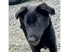 Adopt Juliet a Black Flat-Coated Retriever / Labrador Retriever dog in Sanford