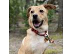 Adopt Patrick a Brown/Chocolate Labrador Retriever / Feist dog in Sanford