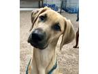 Adopt Ringo a Great Dane / Bloodhound / Mixed dog in Bullard, TX (41444510)