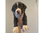 Adopt Chimera a Tricolor (Tan/Brown & Black & White) Labrador Retriever / Beagle