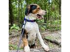 Adopt Kelpie a Tricolor (Tan/Brown & Black & White) Australian Cattle Dog /