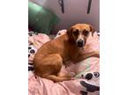 Adopt Layla a Tan/Yellow/Fawn Labrador Retriever / Hound (Unknown Type) / Mixed