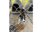 Adopt Becky a Merle Australian Cattle Dog / Husky / Mixed (short coat) dog in