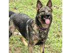 Adopt Kela a Gray/Blue/Silver/Salt & Pepper German Shepherd Dog / Mixed Breed