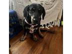 Adopt Sally a Tricolor (Tan/Brown & Black & White) Basset Hound / Mixed Breed