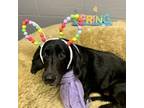 Adopt Jada a Black Basset Hound / Mixed Breed (Medium) dog in Bellmawr