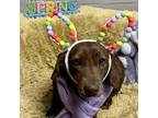 Adopt Nova a Brown/Chocolate Basset Hound / Mixed Breed (Medium) dog in