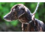 Adopt Penelope a Brindle Plott Hound / Hound (Unknown Type) / Mixed dog in